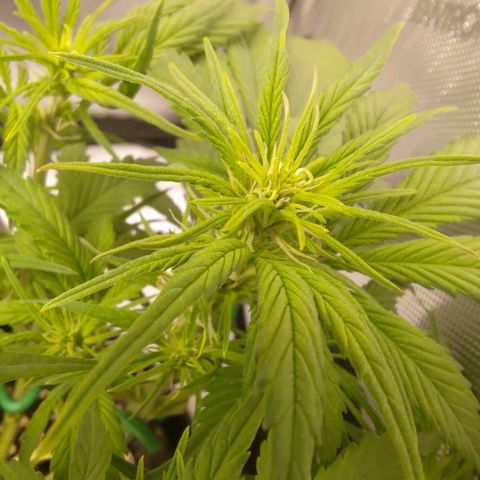 Lemon Cherry Cookies  #3 growlog timeline photo