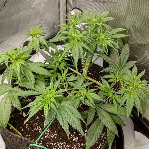 Lemon Cherry Cookies  #3 growlog timeline photo