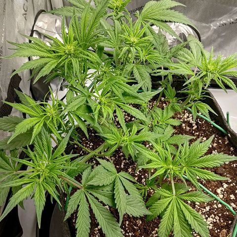 Lemon Cherry Cookies  #1 growlog timeline photo