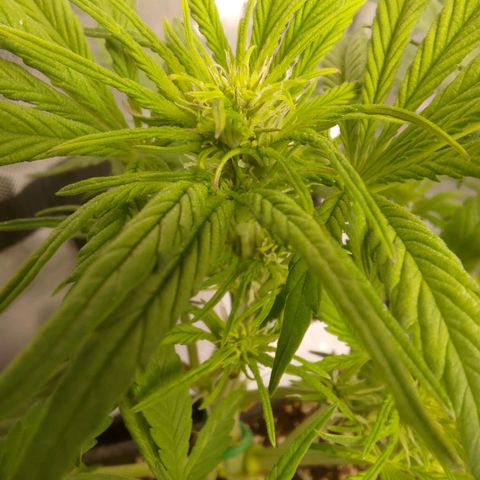 Lemon Cherry Cookies  #1 growlog timeline photo