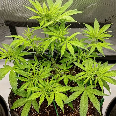 Lemon Cherry Cookies  #2 growlog timeline photo