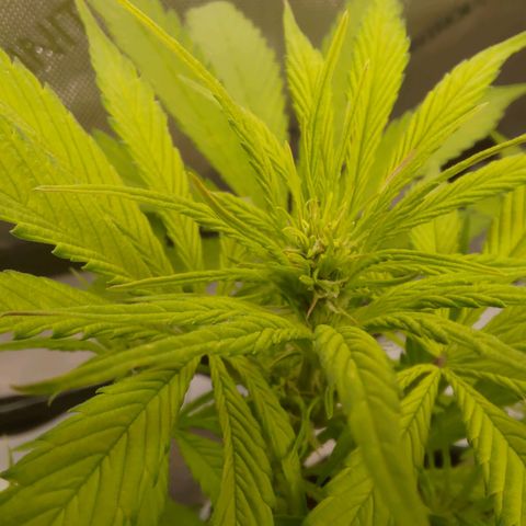 Lemon Cherry Cookies  #2 growlog timeline photo