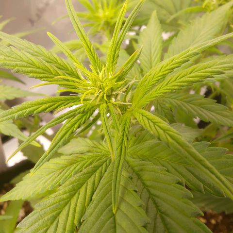 Lemon Cherry Cookies  #3 growlog timeline photo