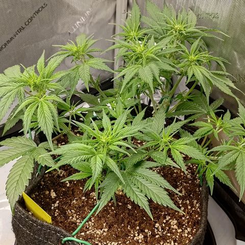 Lemon Cherry Cookies  #3 growlog timeline photo