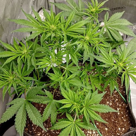 Lemon Cherry Cookies  #1 growlog timeline photo
