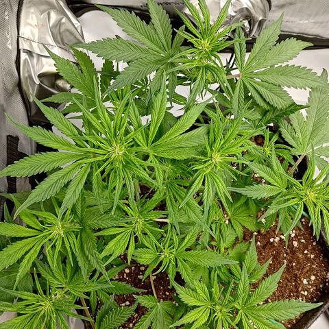 Lemon Cherry Cookies  #1 growlog timeline photo