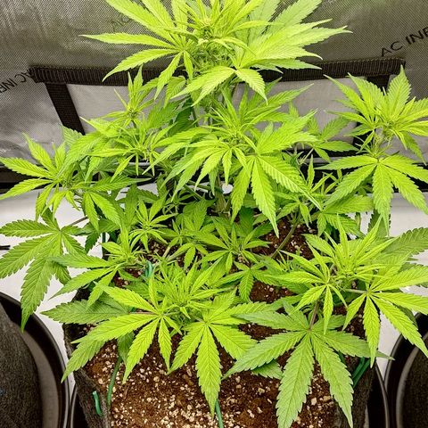 Lemon Cherry Cookies  #2 growlog timeline photo