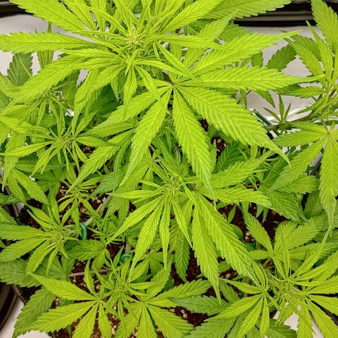 Lemon Cherry Cookies  #2 growlog timeline photo