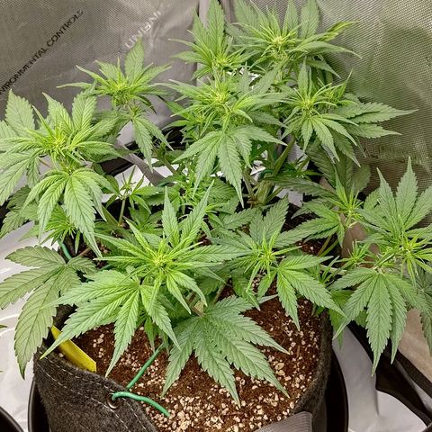 Lemon Cherry Cookies  #3 growlog timeline photo