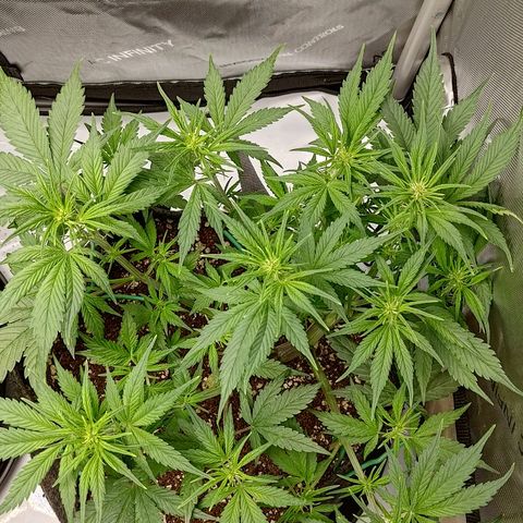 Lemon Cherry Cookies  #3 growlog timeline photo