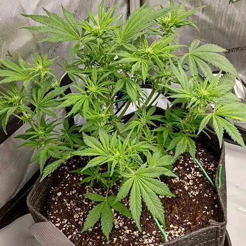 Lemon Cherry Cookies  #1 growlog timeline photo