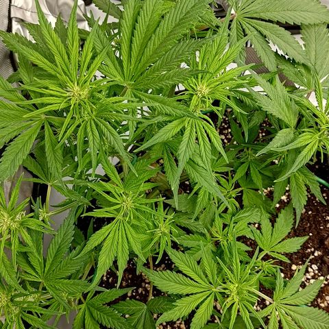 Lemon Cherry Cookies  #1 growlog timeline photo