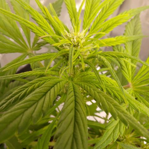 Lemon Cherry Cookies  #1 growlog timeline photo