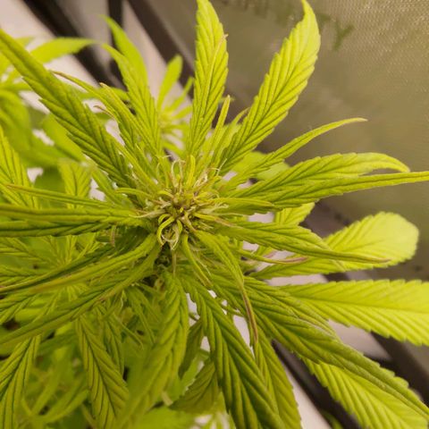 Lemon Cherry Cookies  #2 growlog timeline photo
