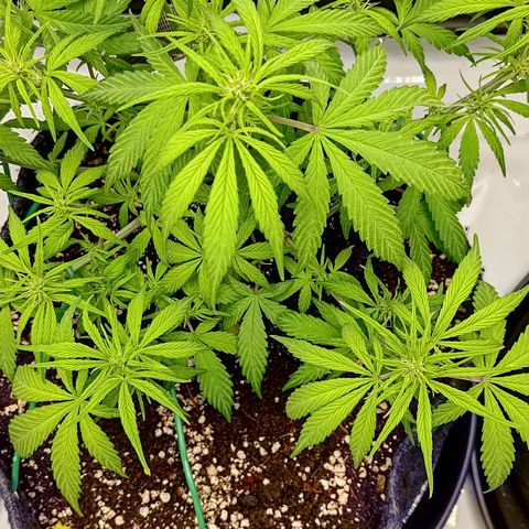 Lemon Cherry Cookies  #2 growlog timeline photo