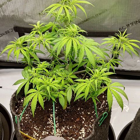 Lemon Cherry Cookies  #2 growlog timeline photo