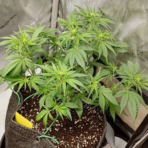 Lemon Cherry Cookies  #3 growlog timeline photo
