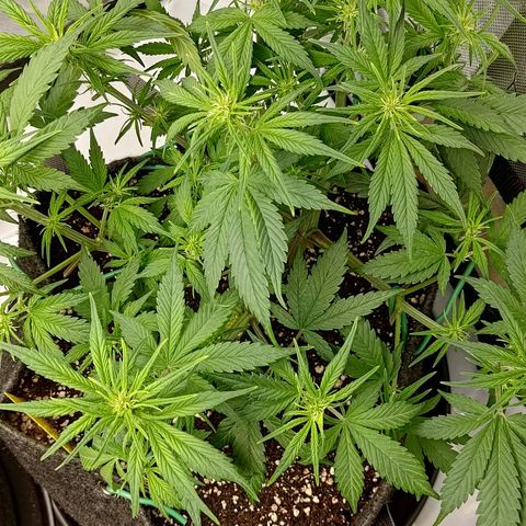 Lemon Cherry Cookies  #3 growlog timeline photo