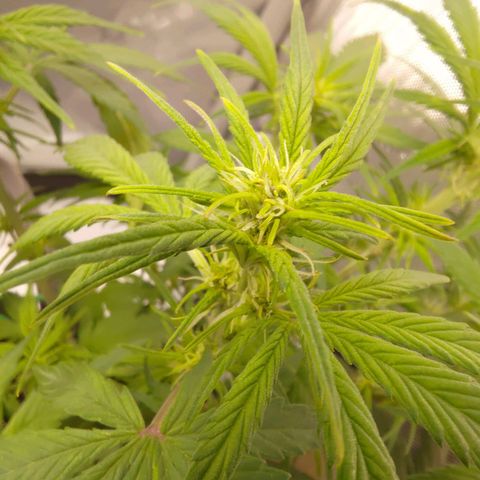 Lemon Cherry Cookies  #3 growlog timeline photo