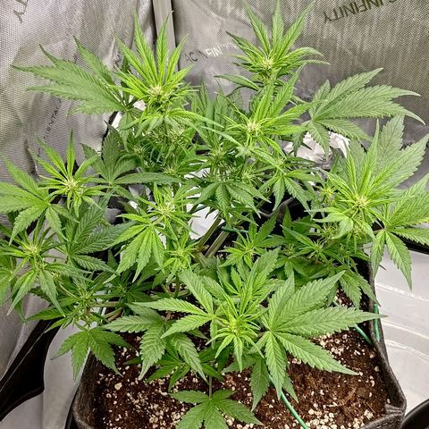 Lemon Cherry Cookies  #1 growlog timeline photo