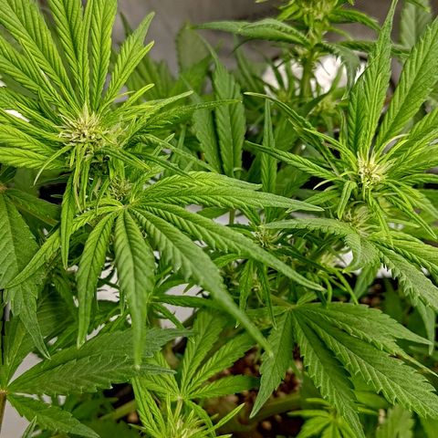 Lemon Cherry Cookies  #1 growlog timeline photo