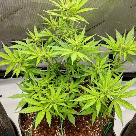 Lemon Cherry Cookies  #2 growlog timeline photo