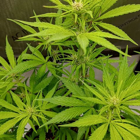Lemon Cherry Cookies  #2 growlog timeline photo