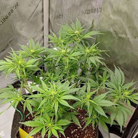 Lemon Cherry Cookies  #3 growlog timeline photo