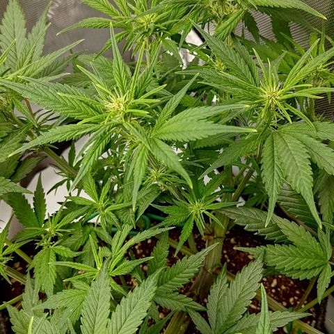 Lemon Cherry Cookies  #3 growlog timeline photo