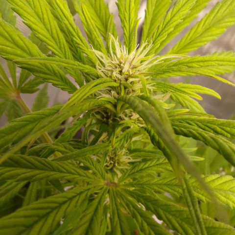 Lemon Cherry Cookies  #1 growlog timeline photo