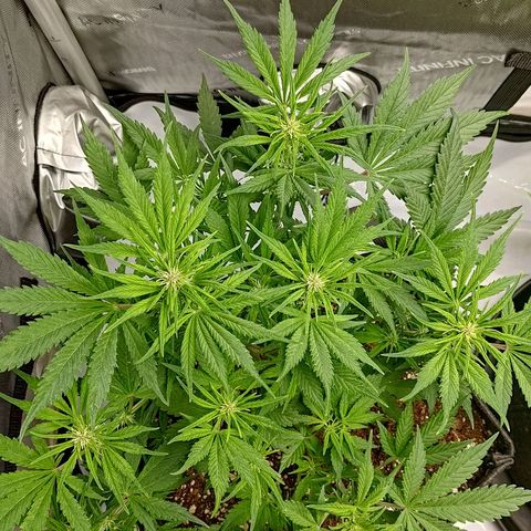 Lemon Cherry Cookies  #1 growlog timeline photo