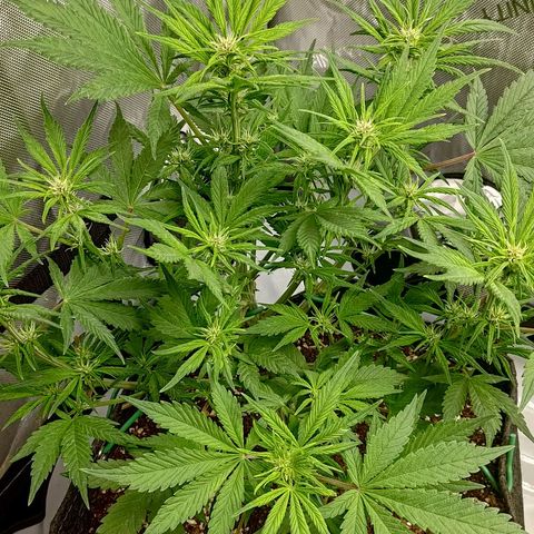 Lemon Cherry Cookies  #1 growlog timeline photo