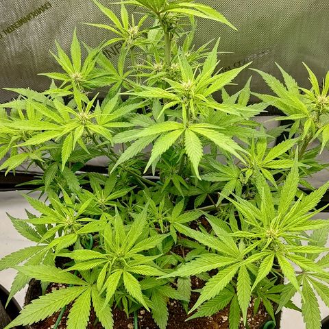 Lemon Cherry Cookies  #2 growlog timeline photo