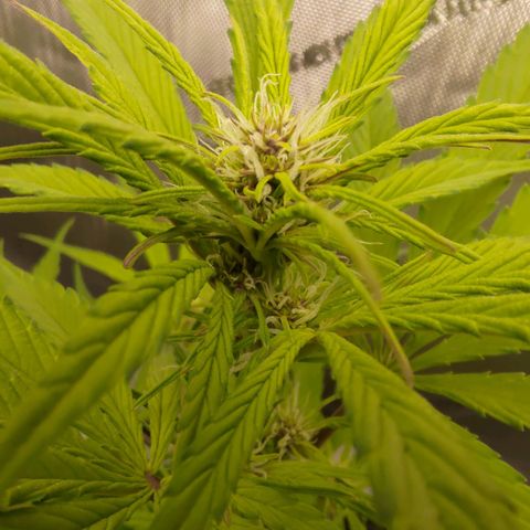 Lemon Cherry Cookies  #2 growlog timeline photo