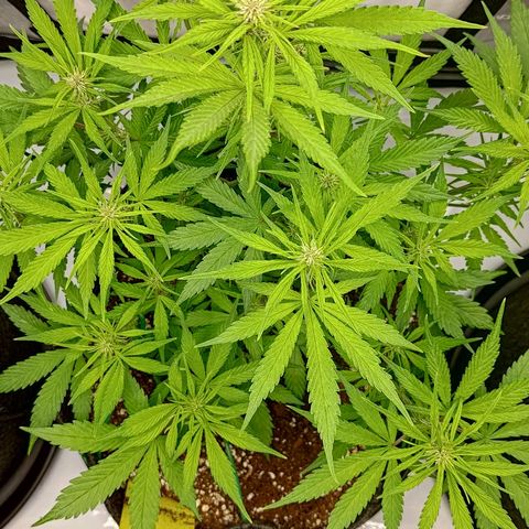 Lemon Cherry Cookies  #2 growlog timeline photo