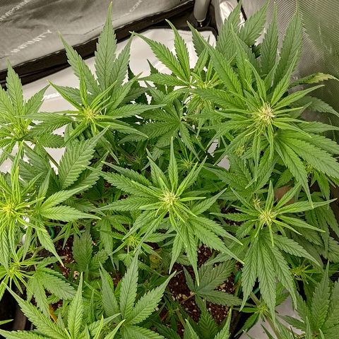 Lemon Cherry Cookies  #3 growlog timeline photo