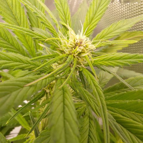 Lemon Cherry Cookies  #3 growlog timeline photo