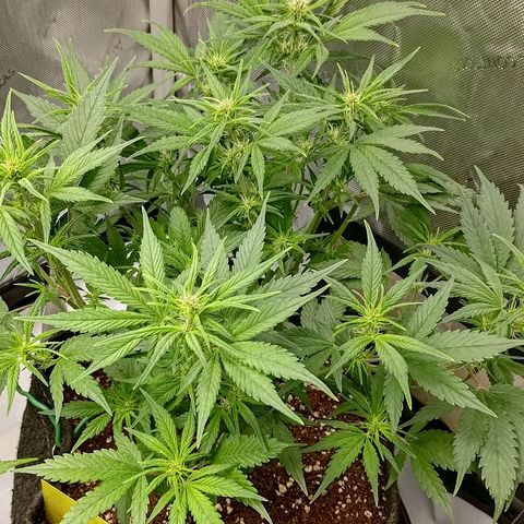 Lemon Cherry Cookies  #3 growlog timeline photo
