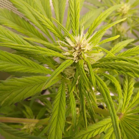 Lemon Cherry Cookies  #1 growlog timeline photo