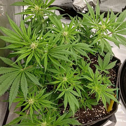 Lemon Cherry Cookies  #1 growlog timeline photo