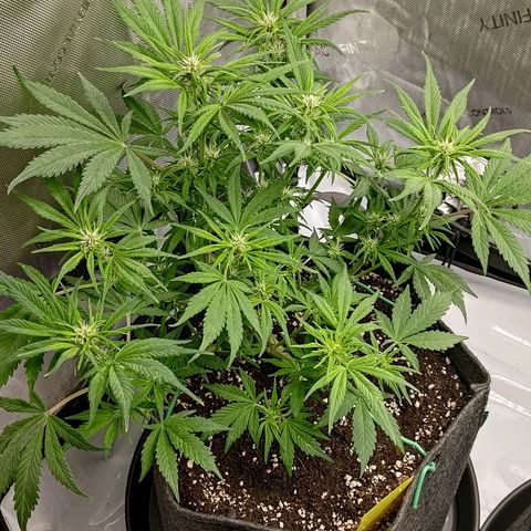Lemon Cherry Cookies  #1 growlog timeline photo