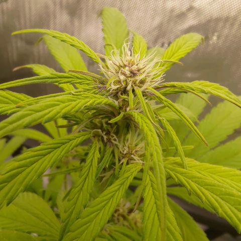 Lemon Cherry Cookies  #2 growlog timeline photo