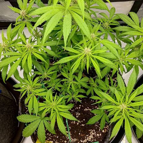 Lemon Cherry Cookies  #2 growlog timeline photo