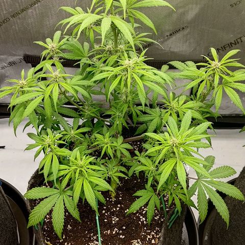 Lemon Cherry Cookies  #2 growlog timeline photo