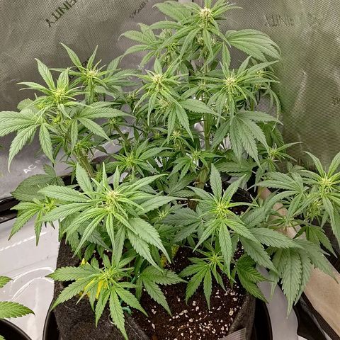 Lemon Cherry Cookies  #3 growlog timeline photo