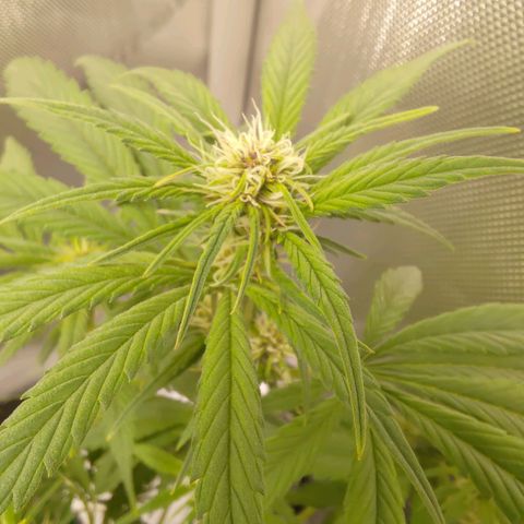 Lemon Cherry Cookies  #3 growlog timeline photo