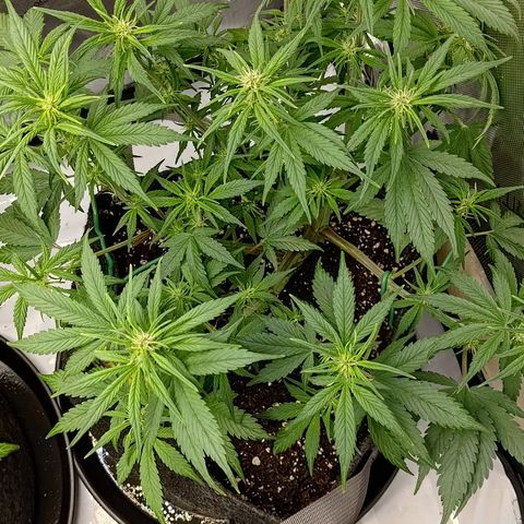 Lemon Cherry Cookies  #3 growlog timeline photo