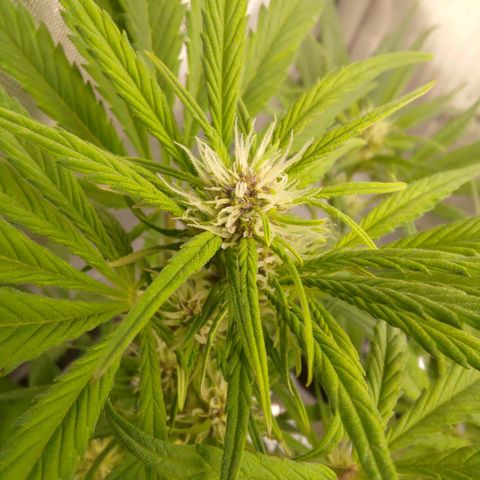 Lemon Cherry Cookies  #1 growlog timeline photo