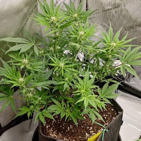 Lemon Cherry Cookies  #1 growlog timeline photo