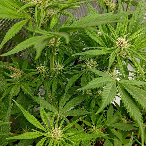 Lemon Cherry Cookies  #1 growlog timeline photo